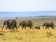 Africa oil aktie illustration